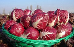 Radicchio Rosso di Verona