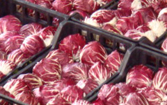 Radicchio Rosso di Verona
