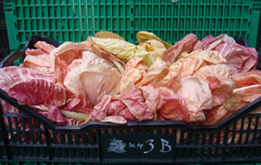 Radicchio Rosso di Verona