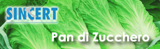 Cicoria Pan di Zucchero